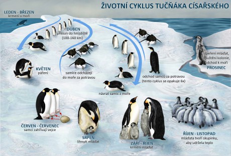 Životní cyklus tučňáka císařského