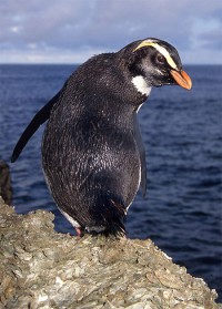 Tučňák novozélandský z rodu Eudyptes