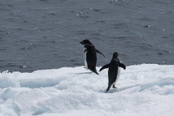 Tučňáci kroužkoví