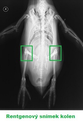 Rentgenový snímek kolen tučňáka